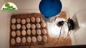 cách ấp trứng gà bằng bóng đèn