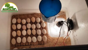 cách ấp trứng gà bằng thùng xốp