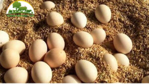 cách ấp trứng gà bằng trấu