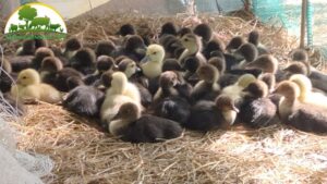 Chuẩn bị máy ấp và dụng cụ