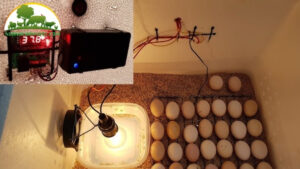 máy ấp trứng bằng thùng xốp