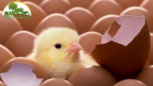 Cho trứng vào máy ấp trứng đúng cách: Bí quyết tỷ lệ nở cao cùng ngànhchannuoi.com