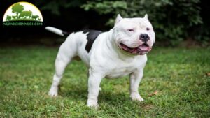 Đặc điểm của Chó Pitbull: Ngoại hình, Tính cách và Sức khỏe