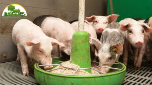 cách phối giống cho lợn nái được nhiều con