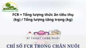 fcr trong chăn nuôi là gì