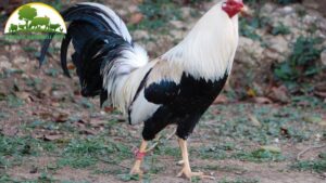 Tính cách và thói quen của gà Peru