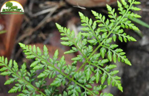 la-cay-tri-tieu-chay-cho-heo-con