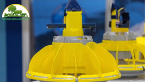 máng ăn cho gà con