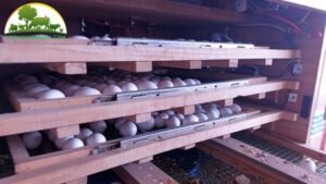 Mẹo sử dụng máy ấp trứng bồ câu hiệu quả