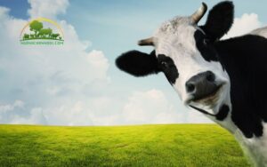 1 con bò bao nhiêu kg