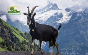 1kg dê hơi được bao nhiêu kg thịt