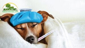 Bệnh Parvo ở Chó