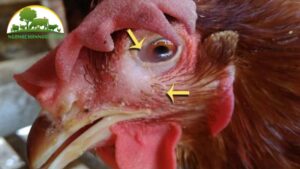 Cách Chữa Gà Bị Đá Mù Mắt