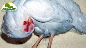 bệnh Newcastle ở gà