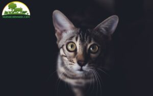 bệnh bạch cầu ở mèo