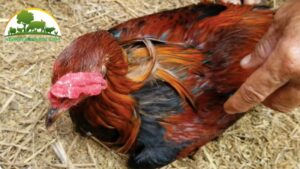 nguyên nhân gây ra bệnh gà rù