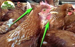 bệnh ilt trên gà