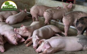 bệnh lepto ở lợn