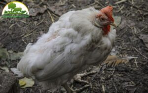 bệnh leuco trên gà