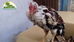 bệnh Newcastle ở gà