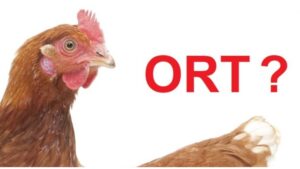 bệnh ort trên gà