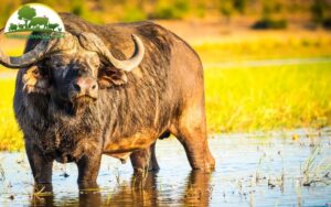 biểu tượng của việt nam là con gì