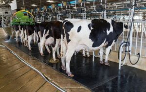 bò angus sinh sản