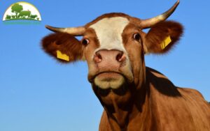 bò bị đau chân trước