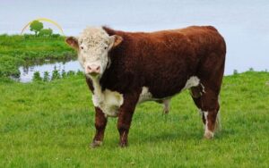 bò hereford
