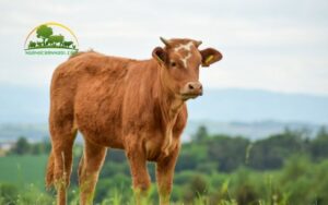 bò ra dịch màu trắng