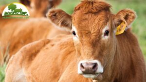 Các Bệnh Thường Gặp Ở Bò 