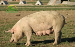 các bệnh thường gặp ở heo nái mang thai