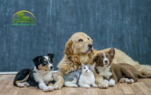 các biện pháp phòng trị bệnh cho vật nuôi