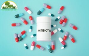 các nhóm kháng sinh trong thú y