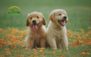 cách chữa chó bị hoại tử