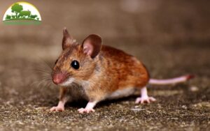 Chuột có biết bơi không