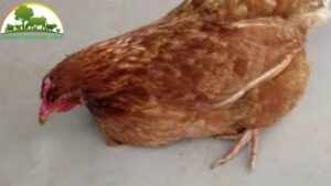 Thuốc Đặc Trị Nấm Phổi Ở Gà