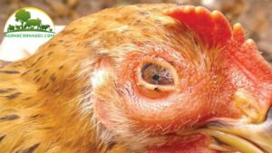 cách chữa gà bị ngáp