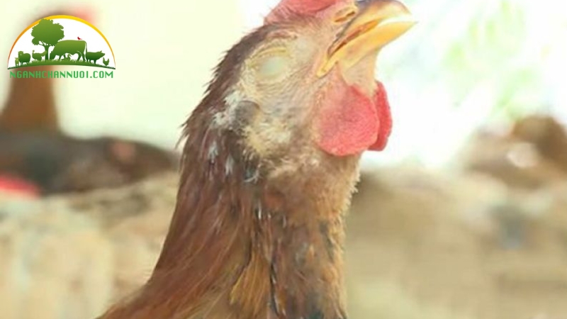 Hướng Dẫn Cách Chữa Gà Bị Ngáp 4 cách chữa gà bị ngáp