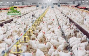 gà công nghiệp nuôi bao lâu