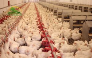 gia cầm gồm những con vật nào