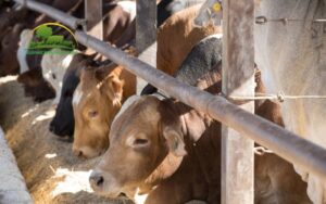 gia súc gồm những con gì