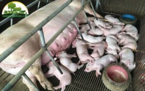 heo có bầu mấy tháng thì đẻ