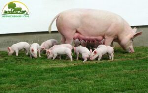 heo nái tách con bao lâu thì lên giống