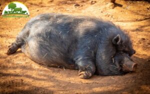 heo rừng nuôi mấy tháng đẻ