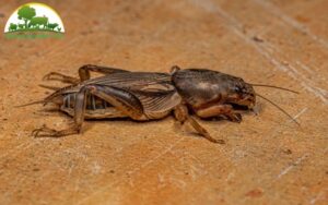 Kỹ thuật nuôi dế thịt