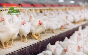 kỹ thuật nuôi gà công nghiệp
