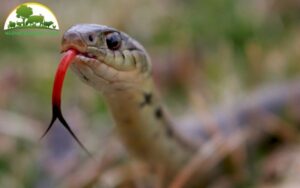 kỹ thuật nuôi rắn ri cá