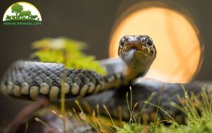 kỹ thuật nuôi rắn ri voi sinh sản