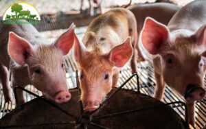 Lợn 1 Năm đẻ Mấy Lứa